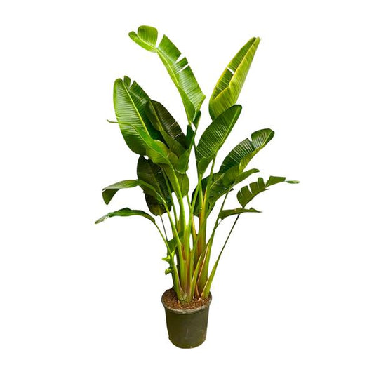 Strelitzia Augusta multi-tronc XXL - 250 cm - ø50