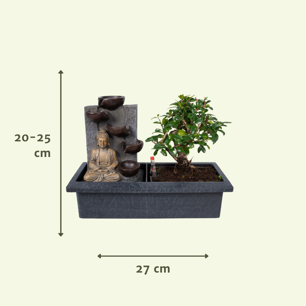 Bonsaï Cascade (budha) - Ø15cm - ↕30cm