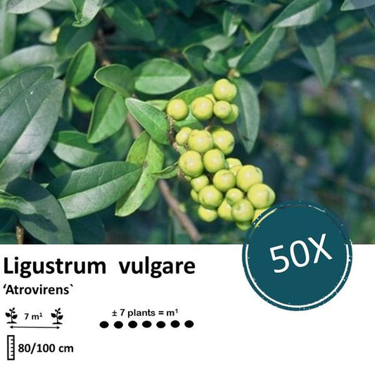 Ligustrum vulgare 'Atrovirens' - racine nue - 80/100 - 50x