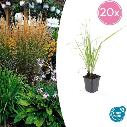 Calamagrostis acut. 'Karl Foerster'  - ↕10-25cm - Ø9cm - 20x