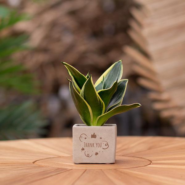 Congreetz® plantpots + Sansevieria | Thank you