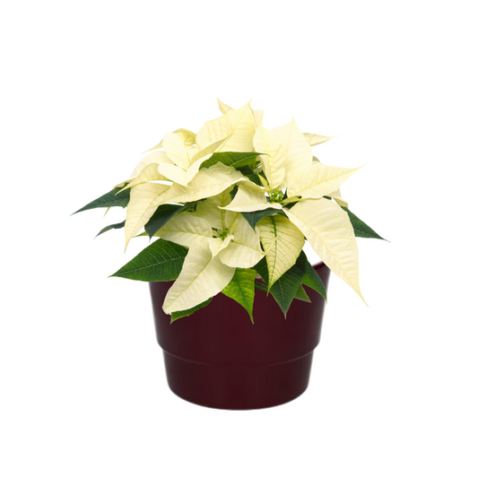 Poinsettia Alaska White - Ø10,5cm - ↕23cm + Pot Basic D11,5x9cm - Bordeaux