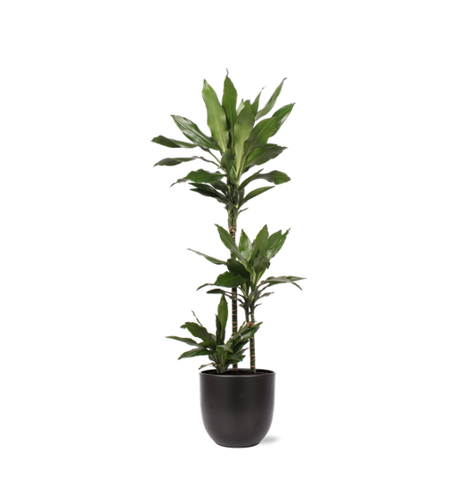 Dracaena Janet Lind Ø24cm ↕120cm in Boule ANTRACIET pot