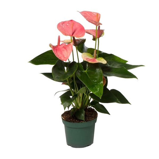 Anthurium Doux Rêve - Ø12cm - ↕35cm