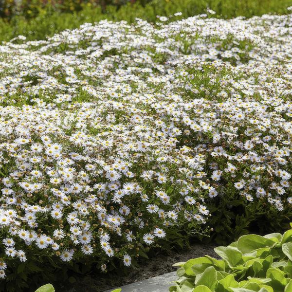 Aster agératoïdes 'Ashvi' - ↕10-25cm - Ø9cm - 6x