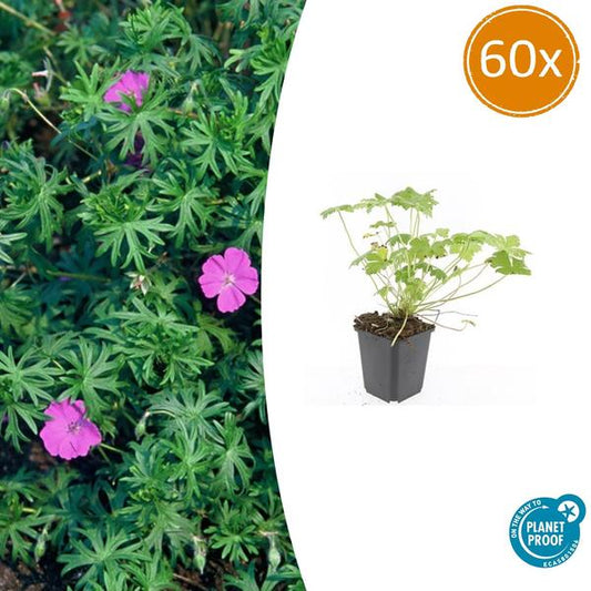 Geranium 'Tiny Monster' - ↕10-25cm - Ø9cm - 60x