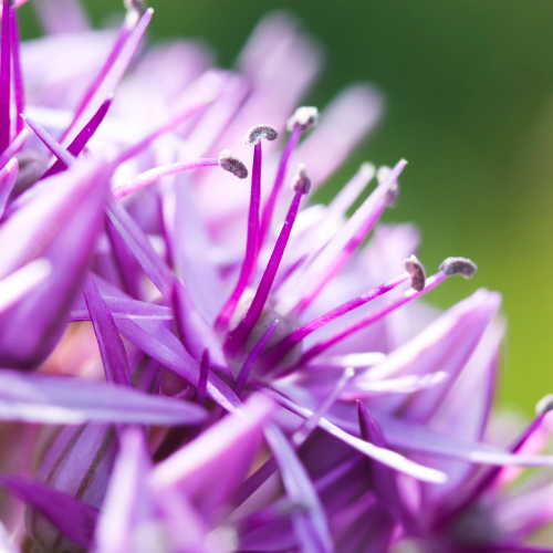 Globemaster - Ampoules Allium 5 pièces 