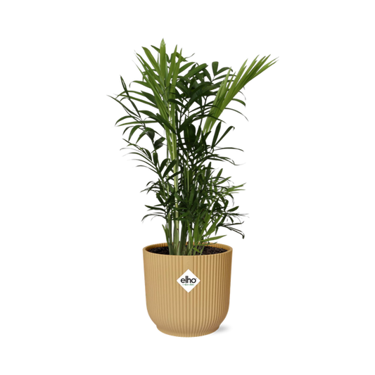 Chamaedorea Elegans in ELHO Vibes Fold 14cm geel