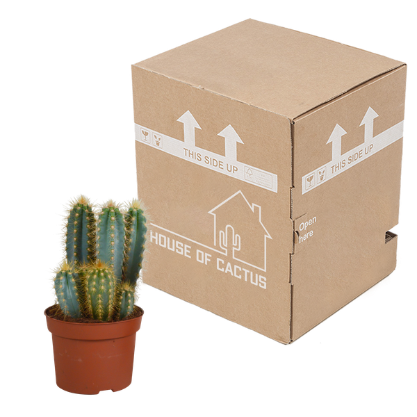 Pilosocereus azureus - 12cm - zonder pot