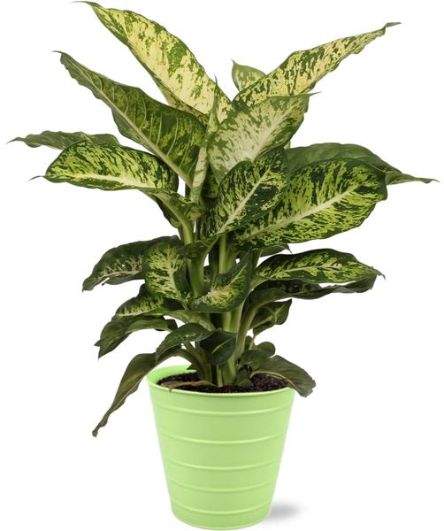 Dieffenbachia Mars - Ø17cm - ↕50cm + Bodhi Pot D18x17cm - Groen