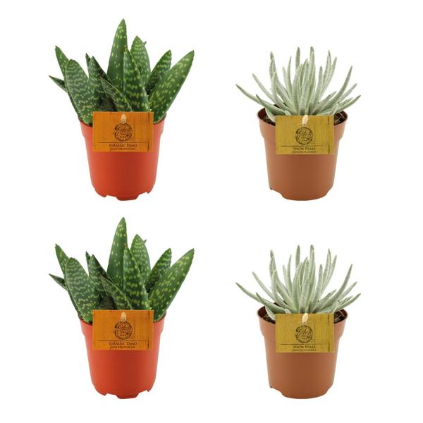 2x Aloe Paradisicum + 2x Senecio Scaposus - 4 pièces - Ø10,5cm - ↕10cm