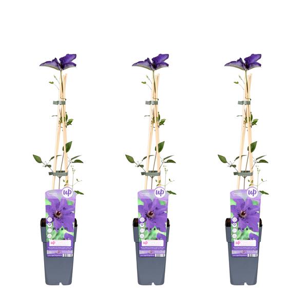 3x - Clématite Le Président - ↨65cm - Ø15