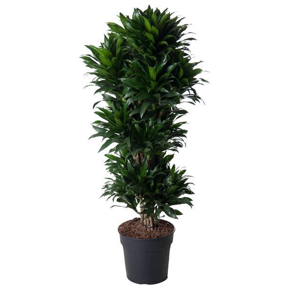 Dracaena Compacta ramifié - 140 cm - ø31