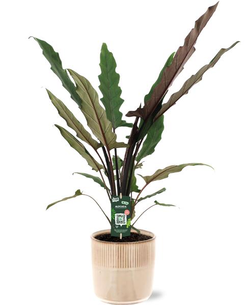 Alocasia Lauterbachiana - Ø19cm - ↕80cm + Pot Terni D20x20cm - Rose