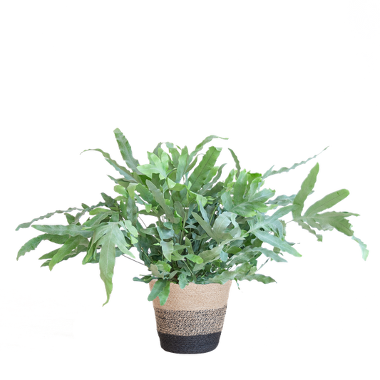 Phlebodium Aureum 'Blue Star' met Mand Lissabon zwart - 40cm - Ø17