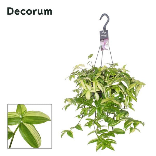 Tradescantia Colline Jaune - Ø17cm - ↕40cm