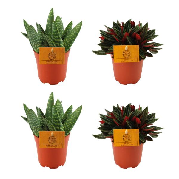 2x Aloe Paradisicum + 2x Peperomia Rosso - 4 pièces - Ø10,5cm - ↕10cm