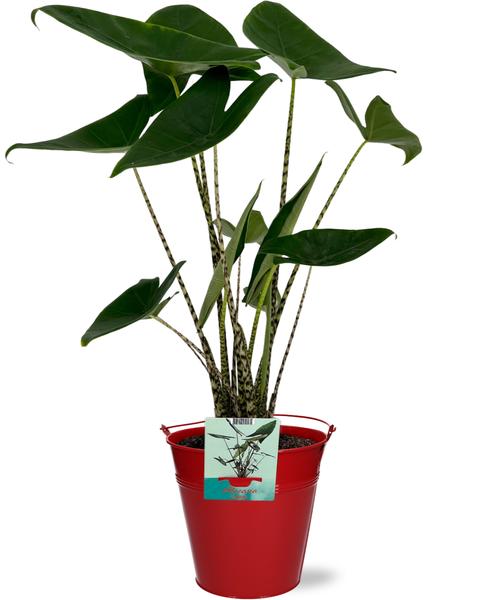 Alocasia Zebrina - Ø19cm - ↕75cm + Seau D20x18,5cm - Rouge