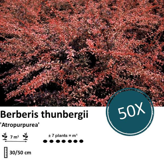 Berberis thunbergii 'Atropurpurea' - ↕30-50cm - racine nue - 50x