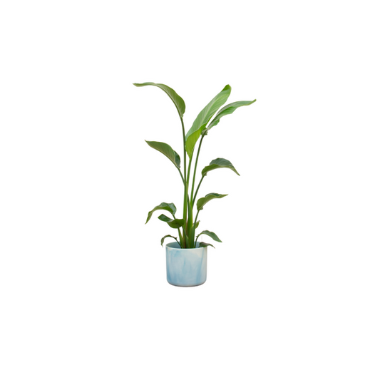 Offre combinée - Strelitzia Nicolai avec elho Ocean Round bleu atlantique Ø22 - 130 cm