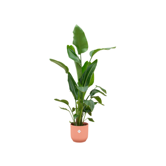 Strelitzia Nicolai incluant elho Vibes Fold Round rose - 160cm - Ø30