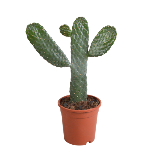 Opuntia consulea - 17cm - zonder pot