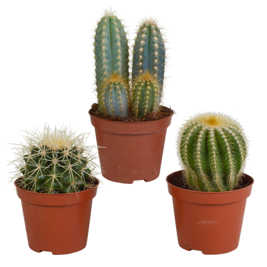 Cactus mix 8.5 cm - 3x - zonder pot
