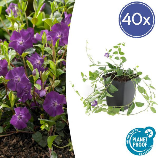 Vinca mineure 'Atropurpurea', - ↕10-25cm - Ø9cm - 40x