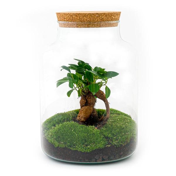 DIY terrarium - Milky met bonsai - ↕ 30 cm  - Rake + Shovel + Tweezer