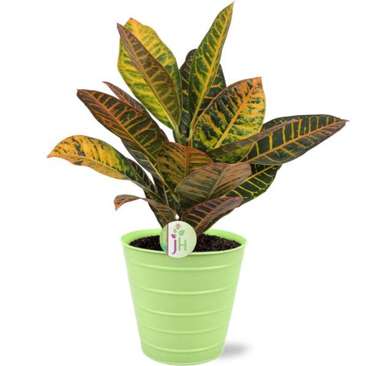 Codiaeum Petra - Ø17cm - ↕45cm + Pot Bodhi D18x17cm - Vert
