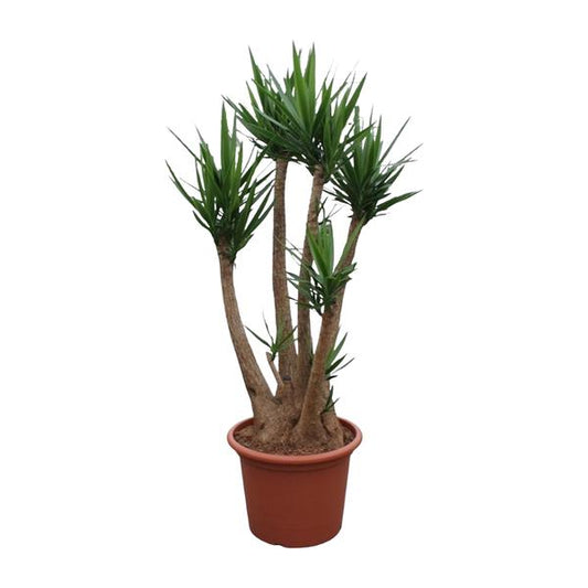 Yucca Elephantipes ramifié - 230 cm - ø60