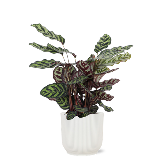 Calathea Makoyana Ø21cm - ↕70cm en pot Vibes BLANC