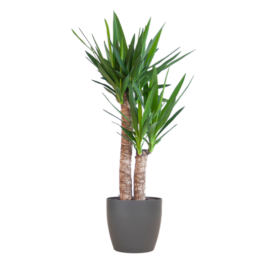 Yucca Elephantipes avec Viber noir - 90cm - Ø21