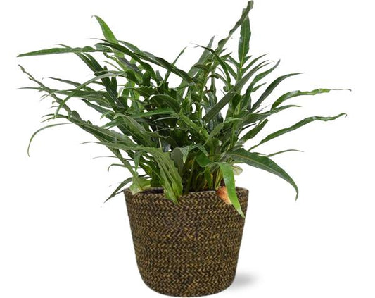 Aglaomorpha Coronans - Ø17cm - ↕45cm + Pot Selin D18x16cm - Noir