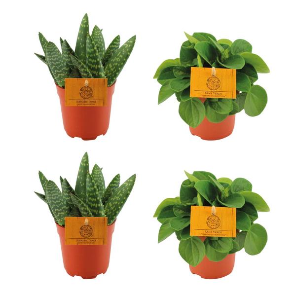 2x Aloe Paradisicum + 2x Peperomia Rana Verde - 4 pièces - Ø10,5cm - ↕10cm