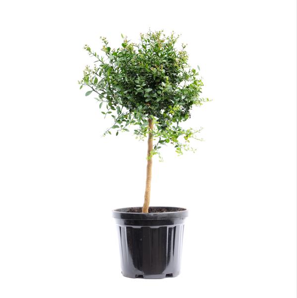 Australasique - Ø22cm - ↕70cm