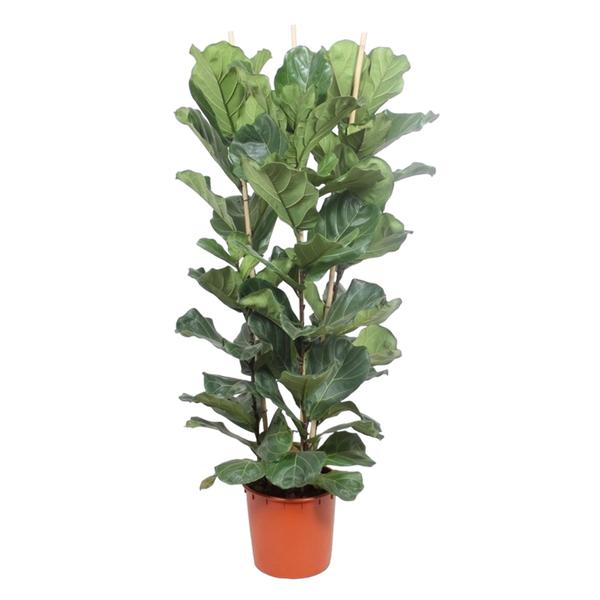 Arbuste Ficus Lyrata - 180 cm - ø34