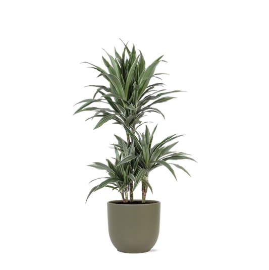 Dracaena Warneckii Ø21cm - ↕65cm en pot Boule OLIVE