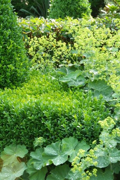 Buxus Sempervirens - ↕10-25cm - Ø9cm - 12x