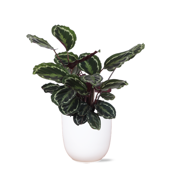 Médaillon Calathea Ø21cm - ↕70cm en pot Boule BLANC