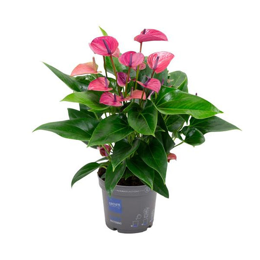 Anthurium KARMA Violet - Ø17cm - ↕50cm