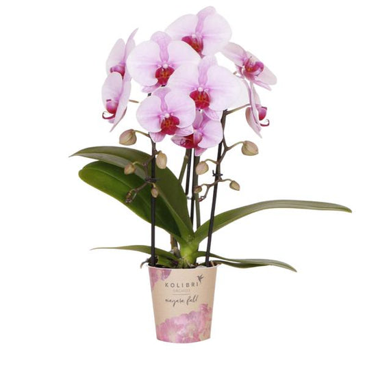 Kolibri Orchids | roze Phalaenopsis orchidee - Niagara Fall  - potmaat Ø9cm | bloeiende kamerplant - vers van de kweker