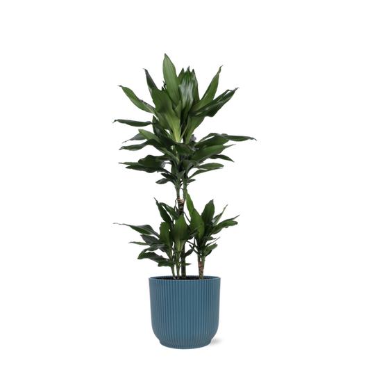 Dracaena Janet Lind Ø21cm - ↕90cm en pot Vibes BLEU