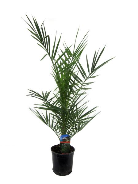 Phénix Canariensis - 80 cm - Ø15cm