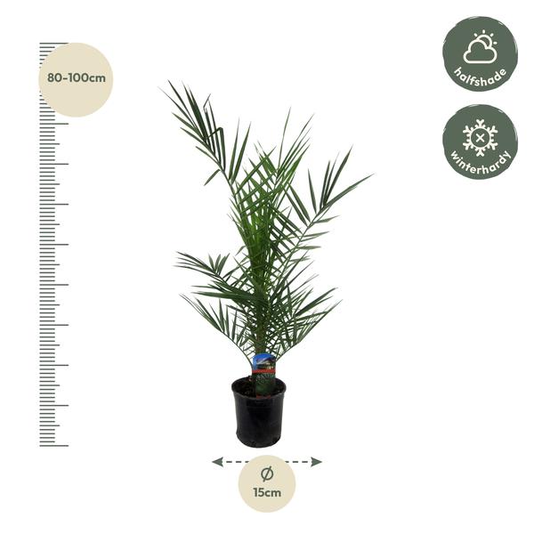 Phénix Canariensis - 80 cm - Ø15cm