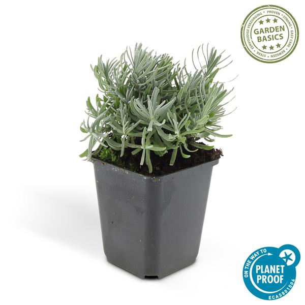 Lavandula 'Hidcote' - ↕10-25cm - Ø9cm - 60x
