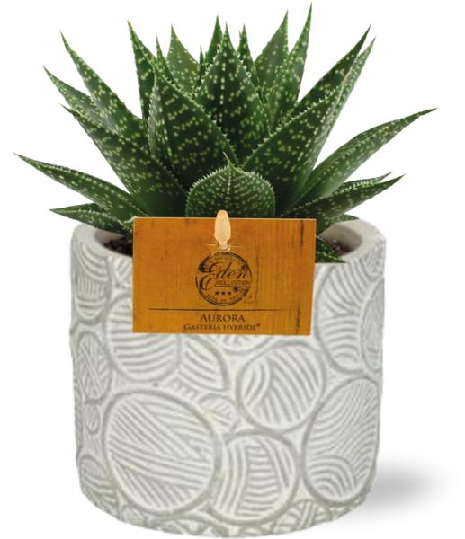 Gasteria Hybride Aurora - Ø11cm - ↕15cm + Stone Pot Circles D12x10cm - Wit