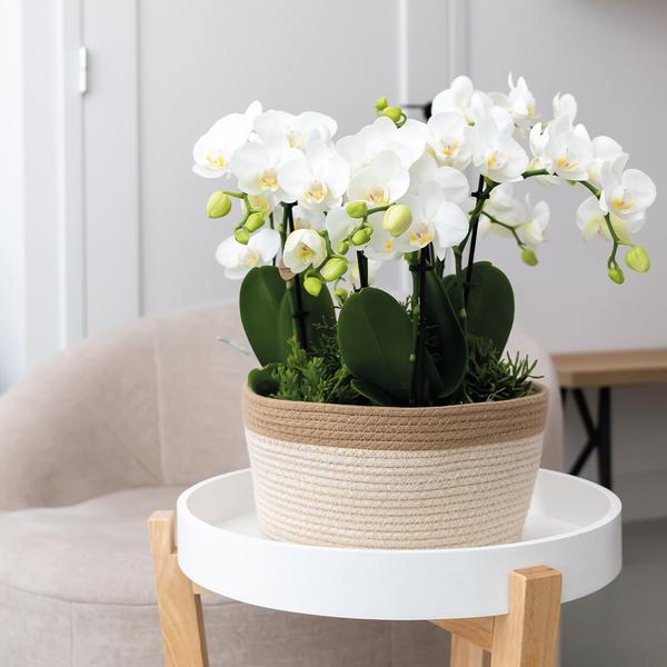 Maison Colibri | Plat panier en coton blanc - Plat en coton tressé avec détail blanc - taille du pot Ø30cm
