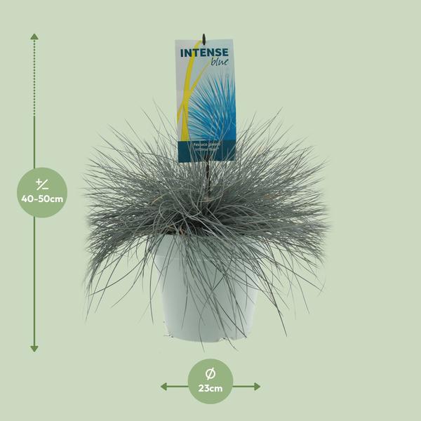 Festuca Glauca Bleu Intense - Ø23cm - ↕50cm