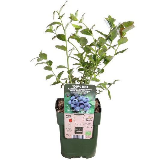 Vaccinium corymbosum 'Reka' - Blauwe bes - Ø13cm - ↕45cm